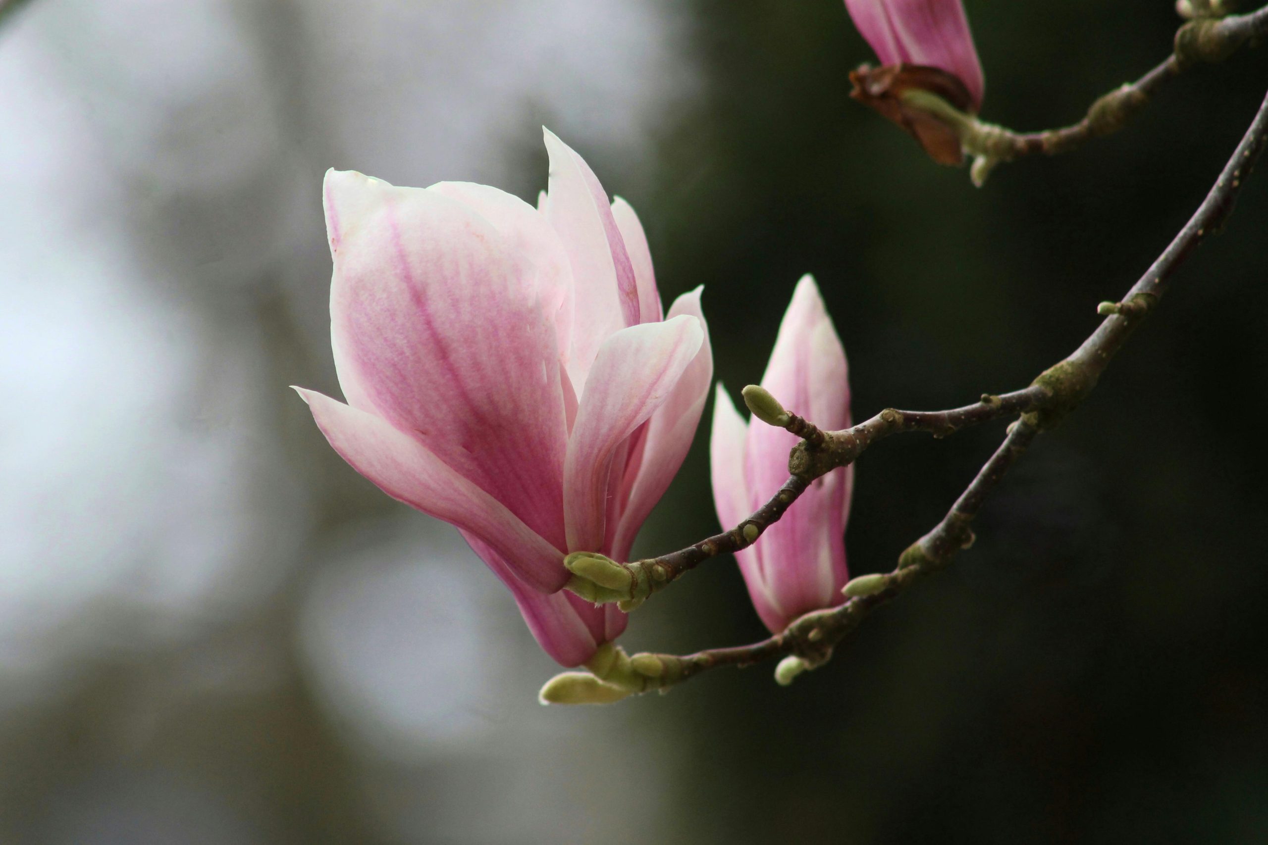 Delicate pink magnolia flowers blossoming in spring, capturing nature's beauty.